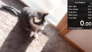 Annoy my cat until he stops begging at the door Speedrun