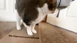 today i learned my cat does not have good social skills