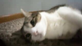 Annoying My Cat Until He Lets Me Passed The Stairs Speed Run