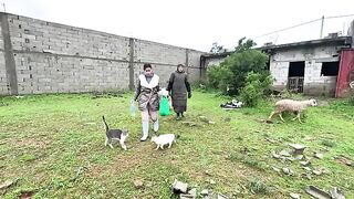 Our love will take us every day to care for the cats inside the temporary shelter.