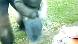 A Day With A Gorilla
