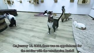 Star the cat loses the rest of his leg after suffering.