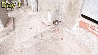 Rescuing a new one-eyed kitten || From the street to a hug.
