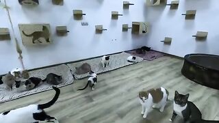 The blind cats, Carla and Maimoon, got acquainted with the new beds.
