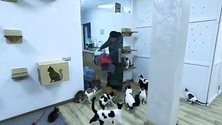 This couple tries to make a better life for stray cats through spay/neuter.