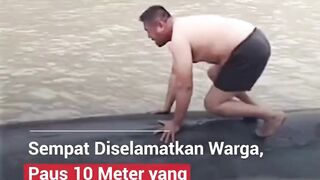 Paus yang sempat kembali ke laut setelah terdampar, kini ditemukan mati dan dilaporkan tenggelam.