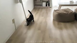Bored Cat and Tape Core