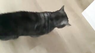 A cat on a certain holiday