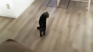 Cat Not Getting Attention (Silent)