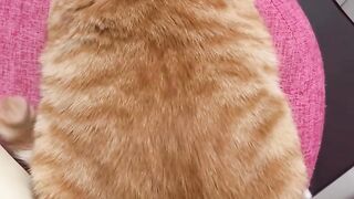 Orange cat