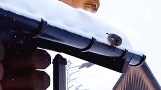 Cat playing snow with bird