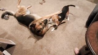 The Battle of Little Monkey