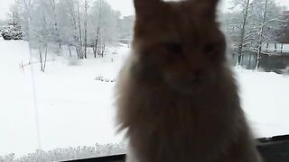 A Winter Walk In the Snowy Forest With My Cat