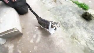 This cat is very sweet; she gives us all her love, and we take care of her and feed her.