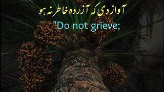 Tilawat e Quran paak