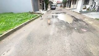 I will be near the stray cats to feed them despite the bad weather.