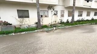 Our day won't start until we feed the stray cats.