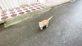 Ginger, the one-eyed cat, lovingly asks us for food.