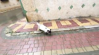 A very cute Siamese cat is happy and enjoying its delicious food.