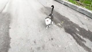We gave love and food to a cute stray cat and a very friendly dog.