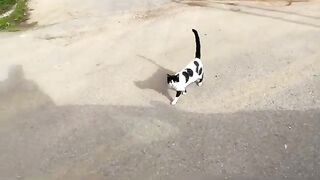 A good mother cat teaches her kittens to ask for food with love.