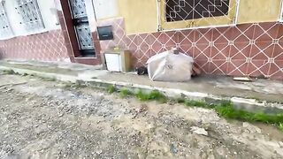 Very cute stray cats live in this wooden house to hide from the cold weather.