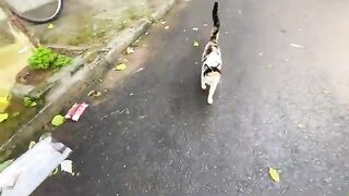 Calico the cat came running towards us in search of love and food.