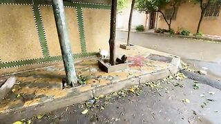 Two cute little kittens are asking me for love and delicious food to satisfy their hunger.