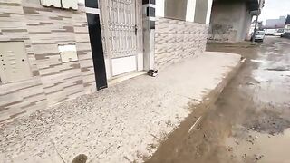 A very shy cat that won't come around unless you bring him delicious food.