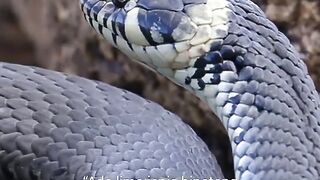 snakes are afraid of salt