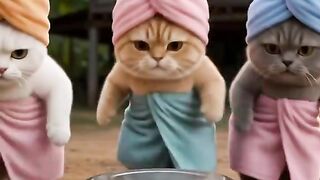 Cats Video