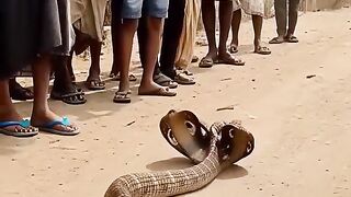 Big Five Headed Cobra Snake