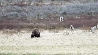 Six Wolves Take Down a Grizzly s Meal in Seconds.mp4.2026