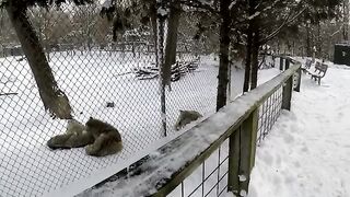 Alpha Wolf vs Omega Wolf Fighting at the Animal.mp4.2026