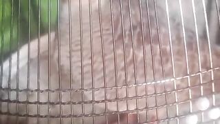 Cage one two