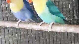 Yellow neck