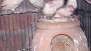 Matka