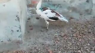 Peacock roaming