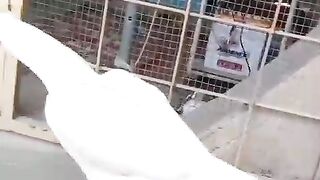 White hen environment