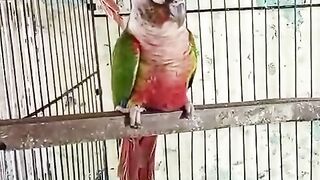 Parrot is a bird