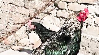 Chicken is a bird