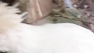 Head and chicken
