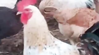 Chicken here