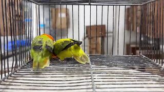 Parrot lovers