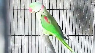 This is a parrot