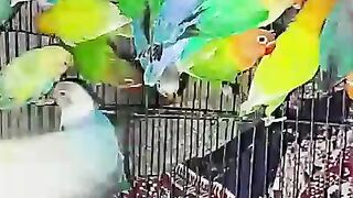Make a big cage