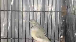White parrot