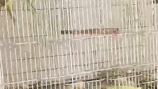 This a bird cage