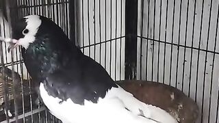 Pigeon kabootar
