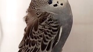 Budgies birds